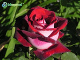 Super Rare Rainbow Rose Seeds - 100 Seed Pack