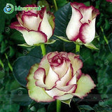 Super Rare Rainbow Rose Seeds - 100 Seed Pack